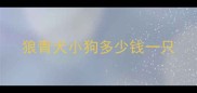 狼青犬小狗多少钱一只