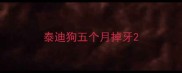 泰迪狗五个月掉牙