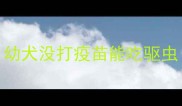 幼犬没打疫苗能吃驱虫