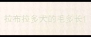 拉布拉多犬的毛多长
