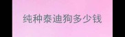 纯种泰迪狗多少钱