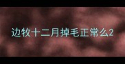 边牧十二月掉毛正常么