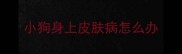 小狗身上皮肤病怎么办