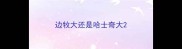 边牧大还是哈士奇大