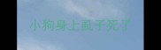 小狗身上虱子死了