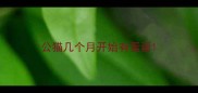 公猫几个月开始有蛋蛋