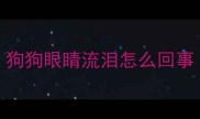 狗狗眼睛流泪怎么回事