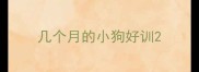 几个月的小狗好训