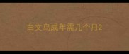 白文鸟成年需几个月