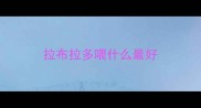 拉布拉多喂什么最好