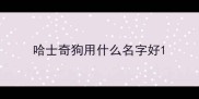 哈士奇狗用什么名字好