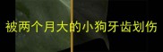 被两个月大的小狗牙齿划伤
