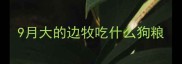 9月大的边牧吃什么狗粮