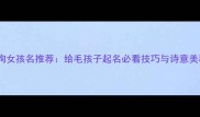 爆款狗狗女孩名推荐给毛孩子起名必看技巧与诗意美称指南
