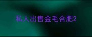 私人出售金毛合肥