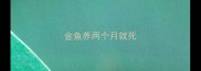 金鱼养两个月就死