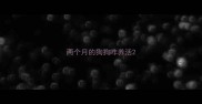 两个月的狗狗咋养活