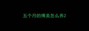 五个月的博美怎么养