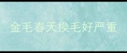 金毛春天換毛好严重