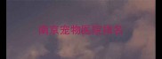 南京宠物医院排名
