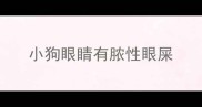 小狗眼睛有脓性眼屎