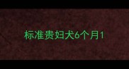 标准贵妇犬6个月