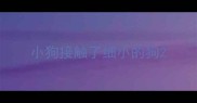 小狗接触了细小的狗