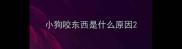 小狗咬东西是什么原因