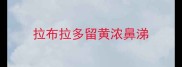拉布拉多留黄浓鼻涕