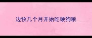 边牧几个月开始吃硬狗粮