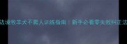 边境牧羊犬不爬人训练指南新手必看零失败纠正法