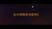 金毛狗哪里有配种