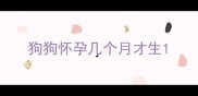 狗狗怀孕几个月才生