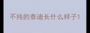 不纯的泰迪长什么样子