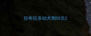 拉布拉多幼犬狗50元