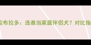 边境牧羊犬vs拉布拉多选谁当家庭伴侣犬对比指南与饲养建议