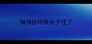 狗狗被鸡骨头卡住了