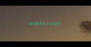 边牧胎毛长大会变色