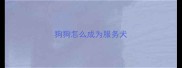 狗狗怎么成为服务犬