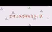 怎样让泰迪狗固定大小便