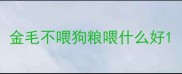 金毛不喂狗粮喂什么好