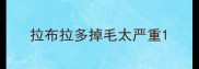 拉布拉多掉毛太严重
