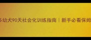 拉布拉多幼犬90天社会化训练指南新手必看保姆级教程