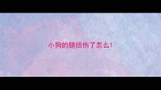 小狗的腿扭伤了怎么