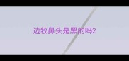 边牧鼻头是黑的吗