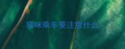 猫咪乘车要注意什么