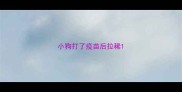 小狗打了疫苗后拉稀