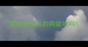 接种过疫苗的狗能吃吗