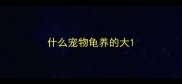 什么宠物龟养的大