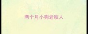 两个月小狗老咬人
